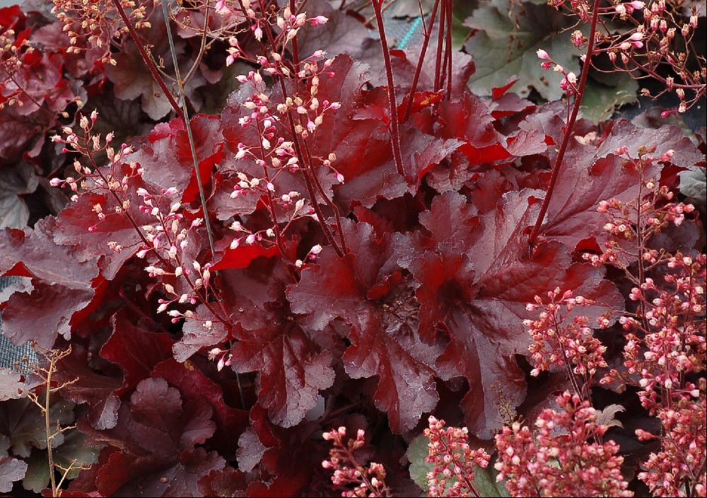 Forever Red Coralbells (HEUCHERA FOREVER RED) - 1 gallon