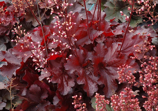 Forever Red Coralbells (HEUCHERA FOREVER RED) - 1 gallon