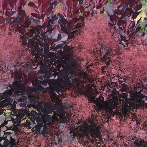 Winecraft Black® Smokebush (COTINUS COG. WINECRAFT BLACK)