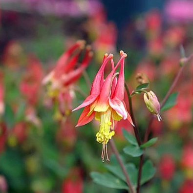 Little Lanterns Columbine (AQUILEGIA CAN. LITTLE LANTERNS) - 1 gallon