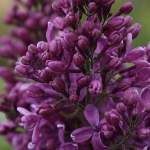 Purple Glory Lilac (SYRINGA X PURPLE GLORY) - 3 gallon 15"
