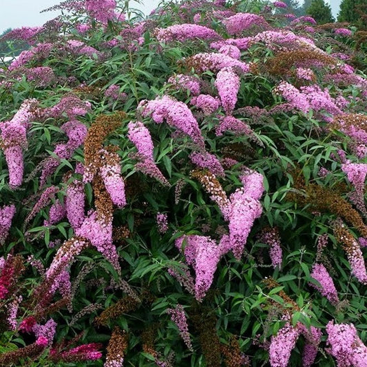 Pink Cascades Butterfly Bush (BUDDLEIA PINK CASCADES) - 3 gallon