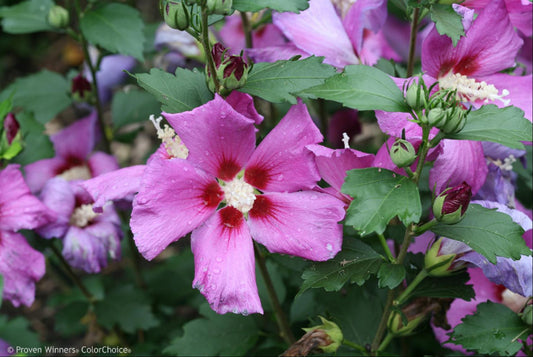 Purple Satin Rose of Sharon (HIBISCUS S. PURPLE SATIN) - 3 gallon 18"