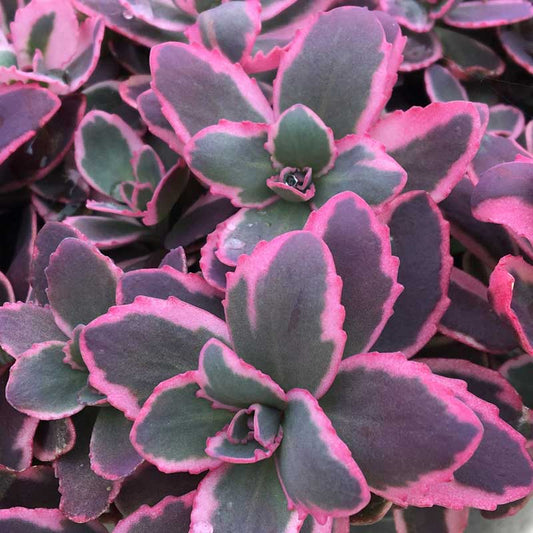 SunSparkler® Dream Dazzler Stonecrop (SEDUM DREAM DAZZLER) - 1 gallon