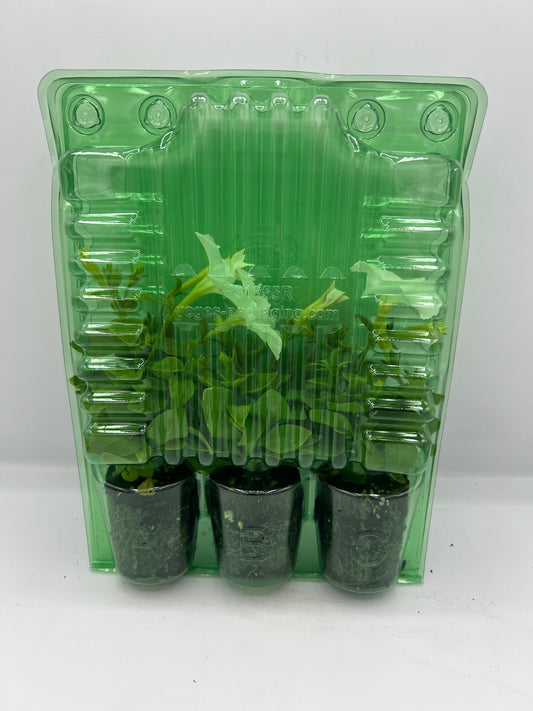 Firefly Petunia 45mm 3pk