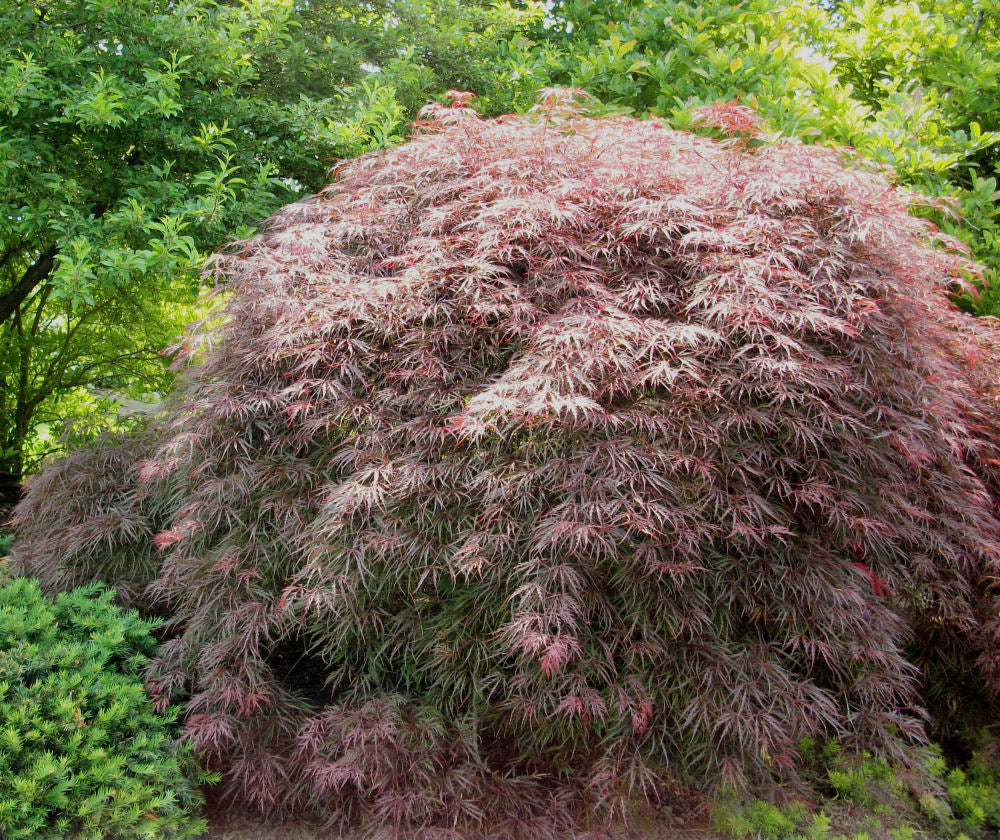 Garnet Laceleaf Japanese Maple (ACER P.D. GARNET) - 3 gallon 15"
