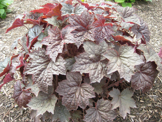 Palace Purple Coral Bells (HEUCHERA PALACE PURPLE) - 1 gallon