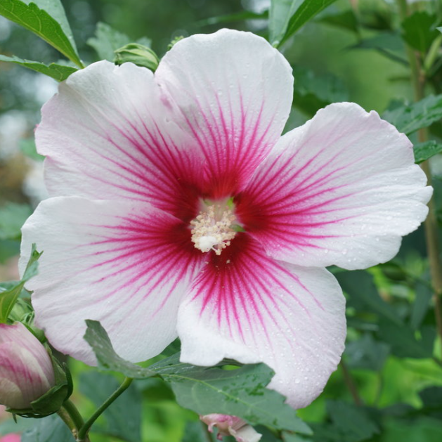Paraplu Pink Ink® Rose of Sharon (HIBISCUS PARAPLU PINK INK) - 3 gallon 18"
