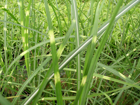 Zebra Grass (GRASS - M. S. ZEBRINUS) - 3 gallon