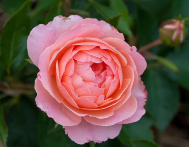 Calypso Rose (ROSE E.E. CALYPSO) - 2 gallon