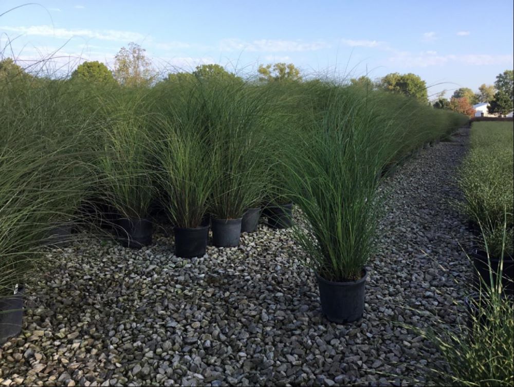 Scout Maiden Grass (GRASS - M. S. SCOUT) - 3 gallon