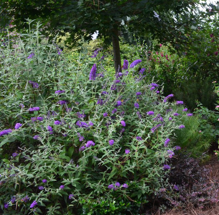 Groovy Grape™ Butterfly Bush (BUDDLEIA GROOVY GRAPE) - 2 gallon