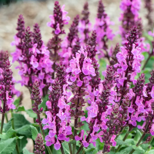 Rose Marvel Salvia (Salvia nemerosa 'Rose Marvel') - 1 gallon