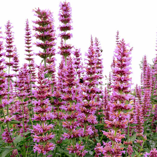 Prince’s Plume Agastache (Agastache ‘Prince’s Plume’) - 1 gallon