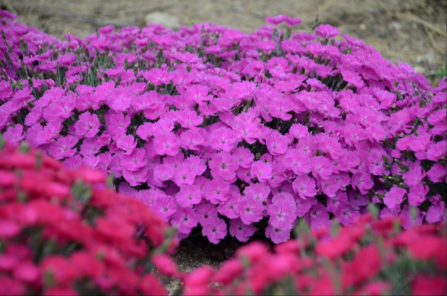 'Paint the Town Fuchsia' Pinks (DIANTHUS PAINT THE TOWN FUCHSIA) - 1 gallon