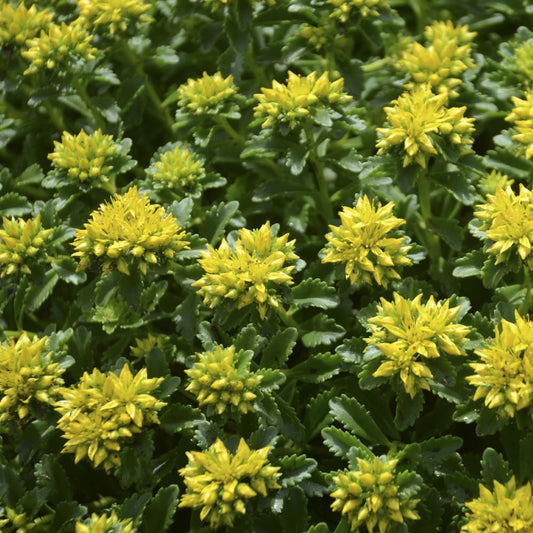 Little Miss Sunshine Stonecrop (SEDUM LITTLE MISS SUNSHINE) - 1 gallon
