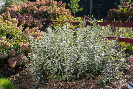 Iceberg Alley® Sageleaf Willow (SALIX C ICEBERG ALLEY) - 3 gallon