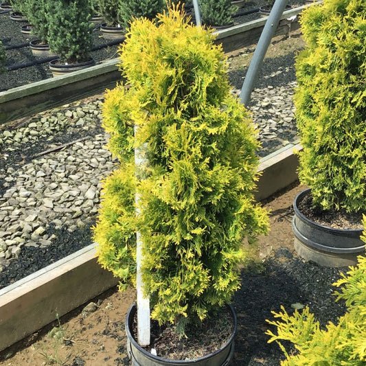 Jantar arborvitae (Thuja occidentalis 'Jantar') - 1 gallon