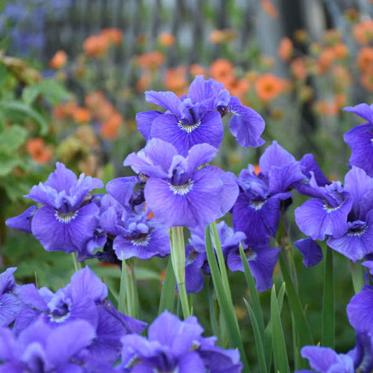Ruffled Velvet Siberian Iris (IRIS SIBERICA RUFFLED VELVET) - 1 gallon