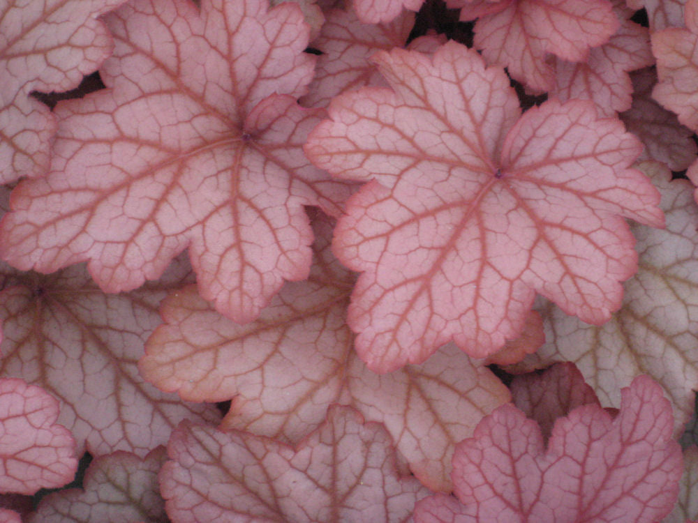 Georgia Peach Coral Bells (HEUCHERA GEORGIA PEACH) - 1 gallon