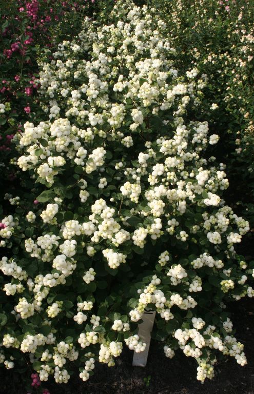 Magical® Avalanche Coralberry (Symphoricarpos doornsbosii ‘Kolmava’) - 3 gallon 15"