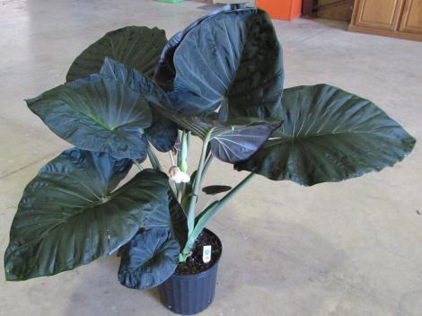 Regal Shields Elephant Ears (Alocasia 'Regal Shields') - 1 gallon