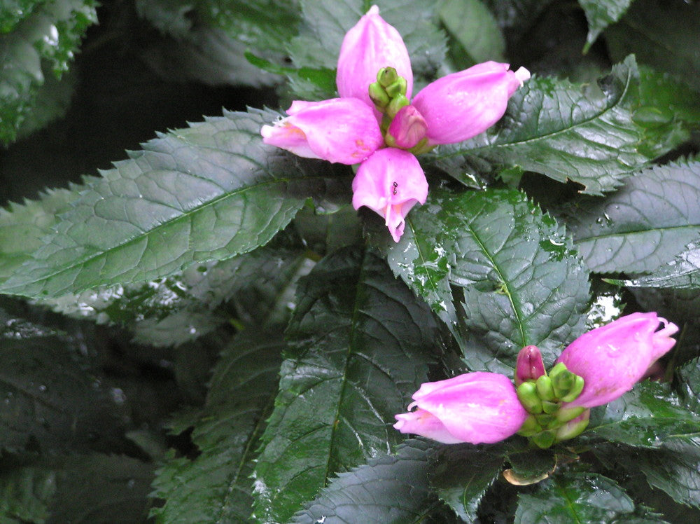 Hot Lips Turtlehead (Chelone lyonii 'Hot Lips') - 1 gallon