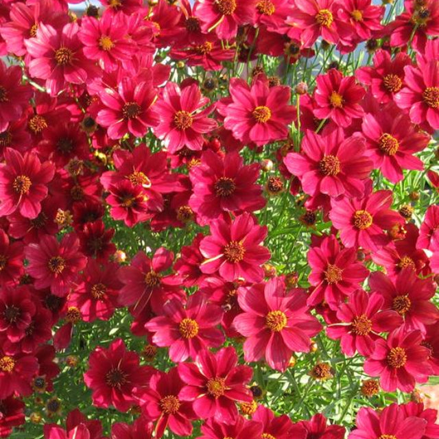 Red Satin Tickseed (Coreopsis 'Red Satin') - 1 gallon