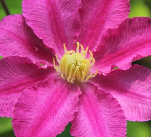 Abilene™ Clematis (Clematis abilene 'Abilene') - 1 gallon