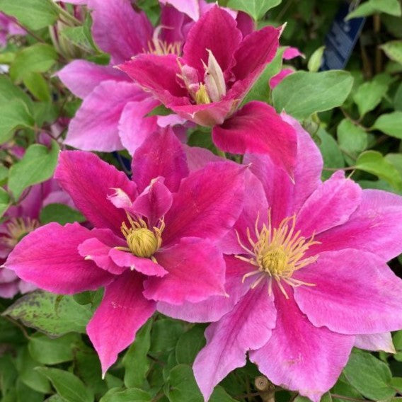 Vicki™ Clematis (Clematis vicki) - 1 gallon