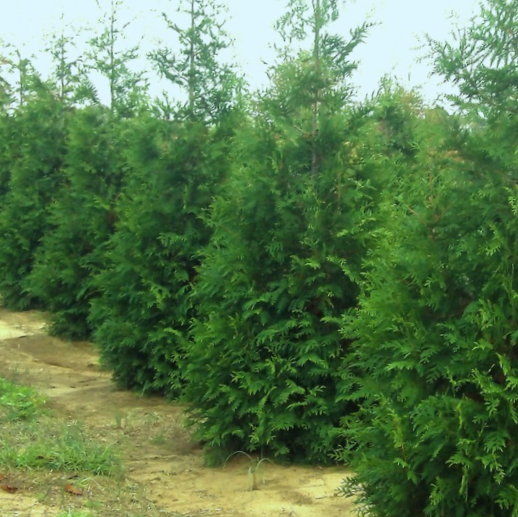 Thuja Junior Giant (Thuja x 'Junior Giant') - 1 gallon