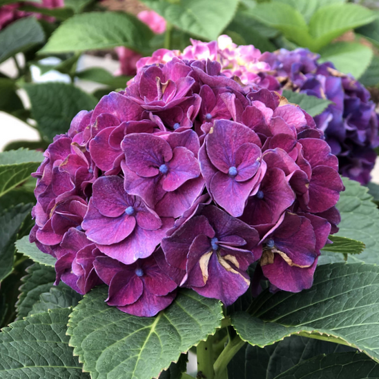 Wee Bit Grumpy® Bigleaf Hydrangea (Hydrangea macrophylla 'Wee Bit Grumpy') - 2 gallon