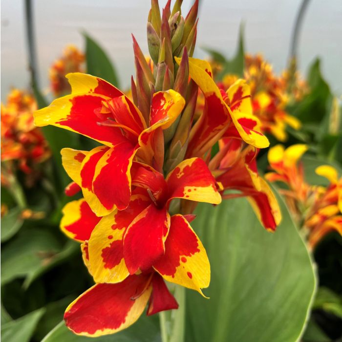 Cannova Red Golden Flame Canna (Canna cannova 'Red Gldn Flame') - 1 gallon