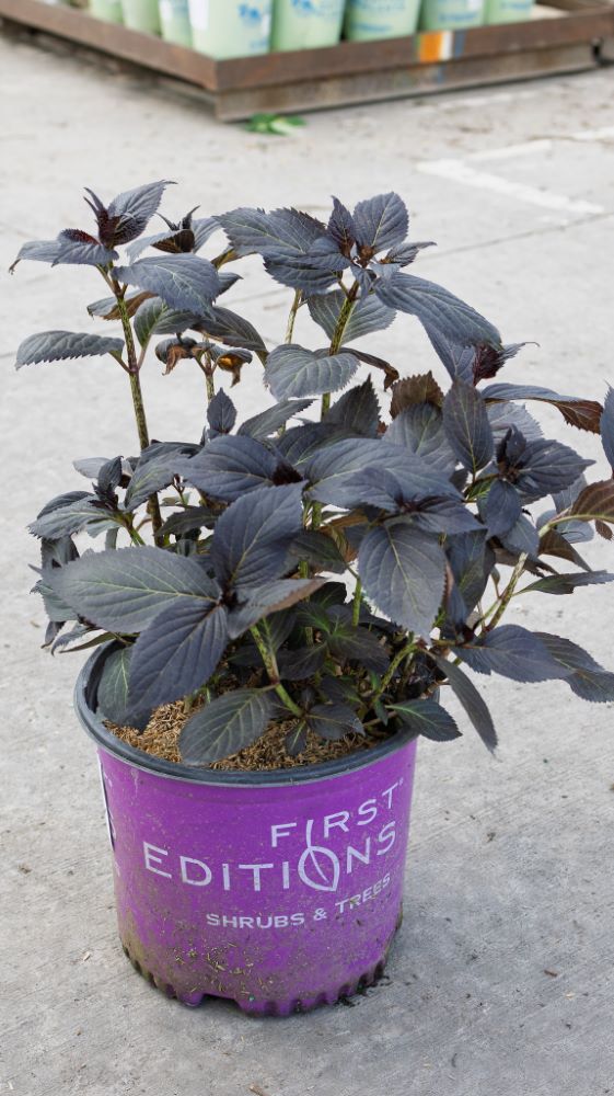 Eclipse® Bigleaf Hydrangea (Hydrangea macrophylla 'Eclipse') - 3 gallon