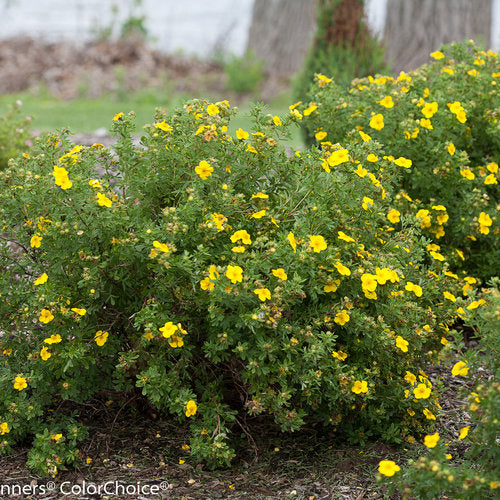 Happy Face® Yellow Cinquefoil (Potentilla 'Happy Face Yellow') - 2 gallon 12"