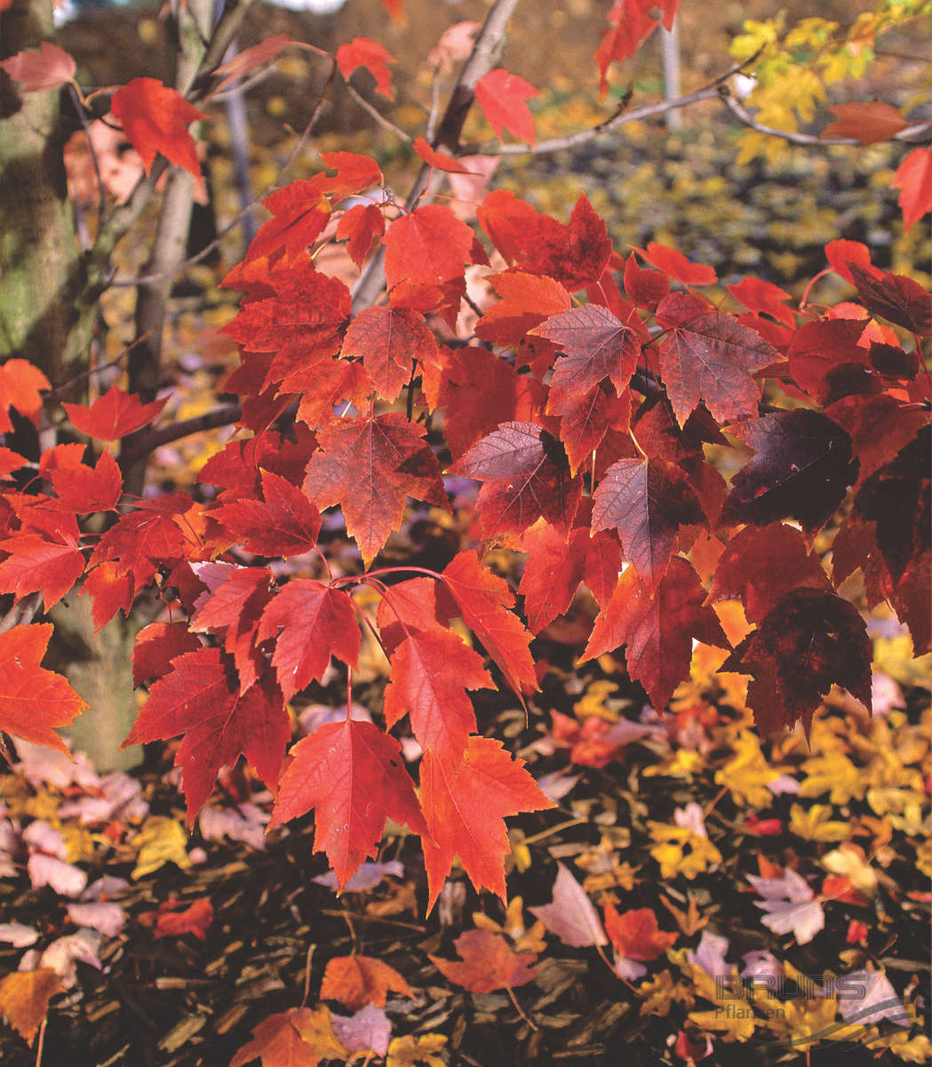 October Glory Red Maple (Acer rubrum 'October Glory') - 3 gallon 48"