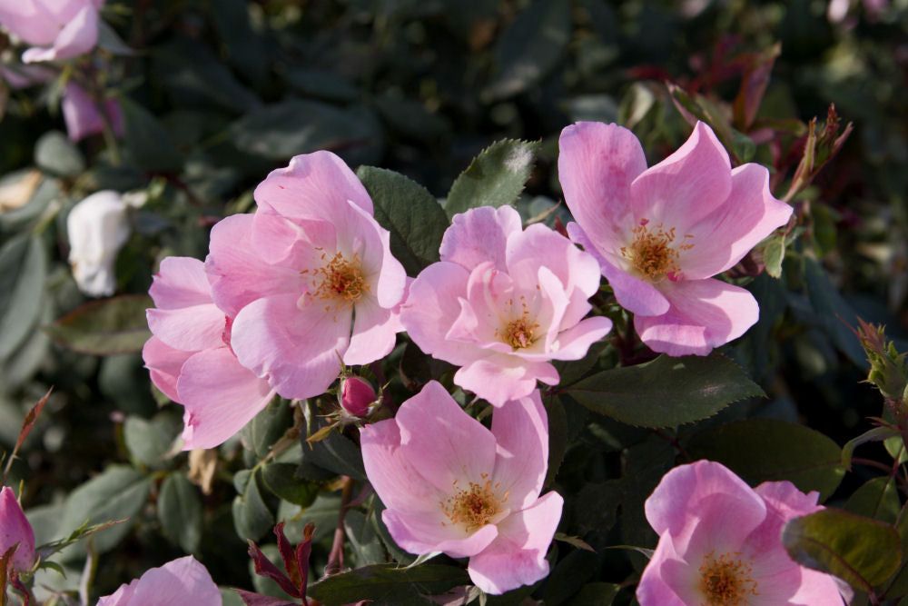 Blushing Knock Out® Rose (Rosa K.O 'Radyod') - 1 gallon