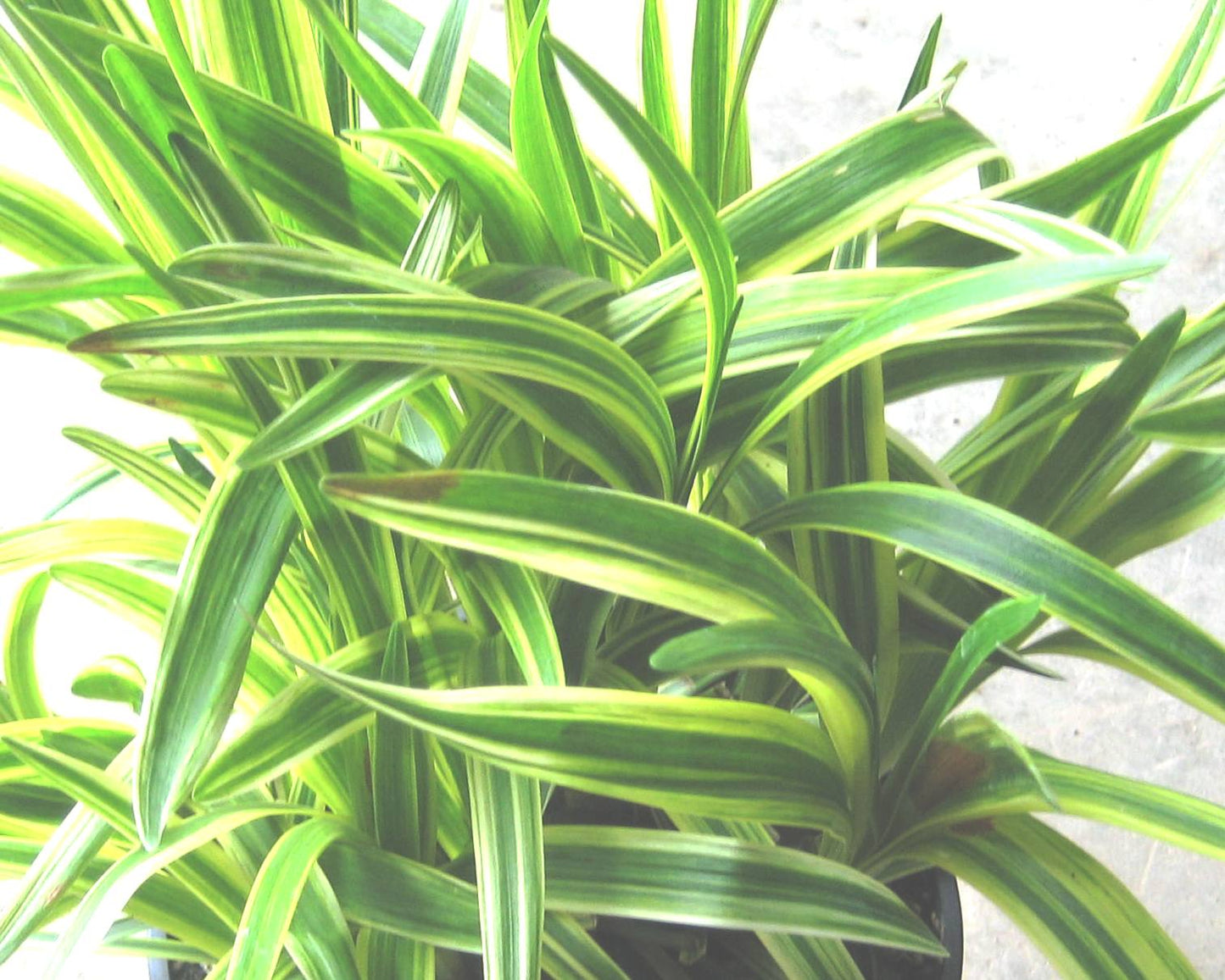 Silvery Sunproof Lily Turf (Liriope muscari 'Silvery Sunproof') - 1 gallon