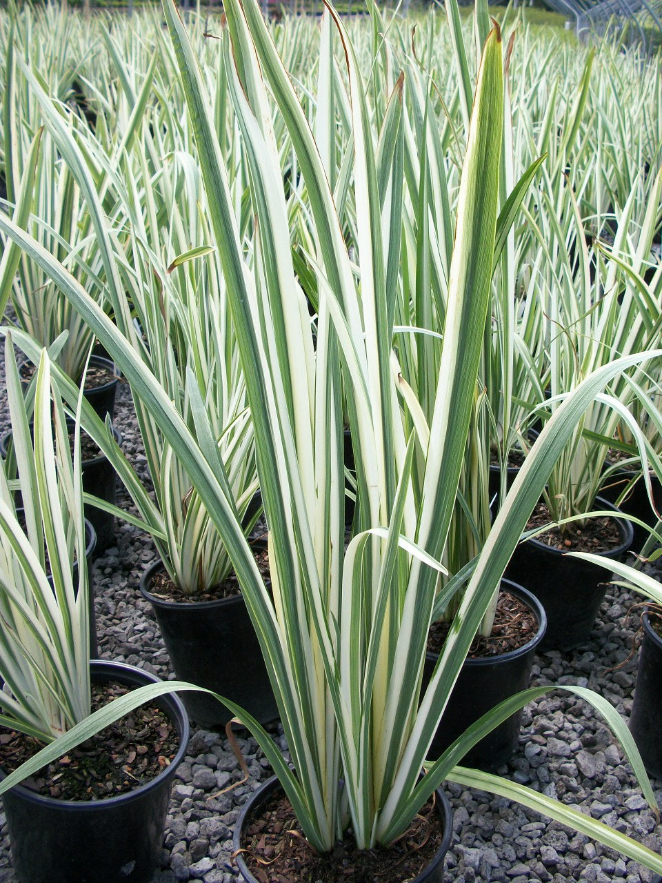 Variegated Japanese Iris (IRIS ENSATA VARIEGATA) - 1 gallon