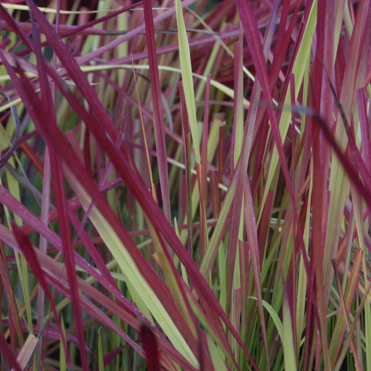 Japanese Blood Grass (GRASS - IMP. RED BARON) - 1 gallon
