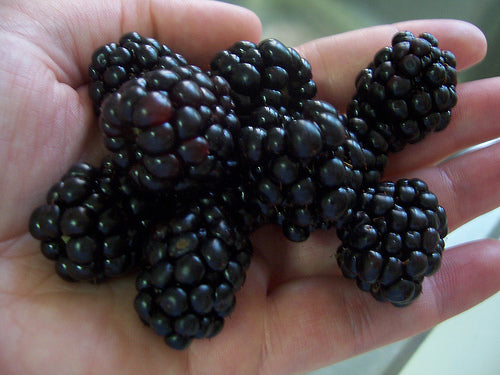 Triple Crown Thornless Blackberry - 1 gal 10"