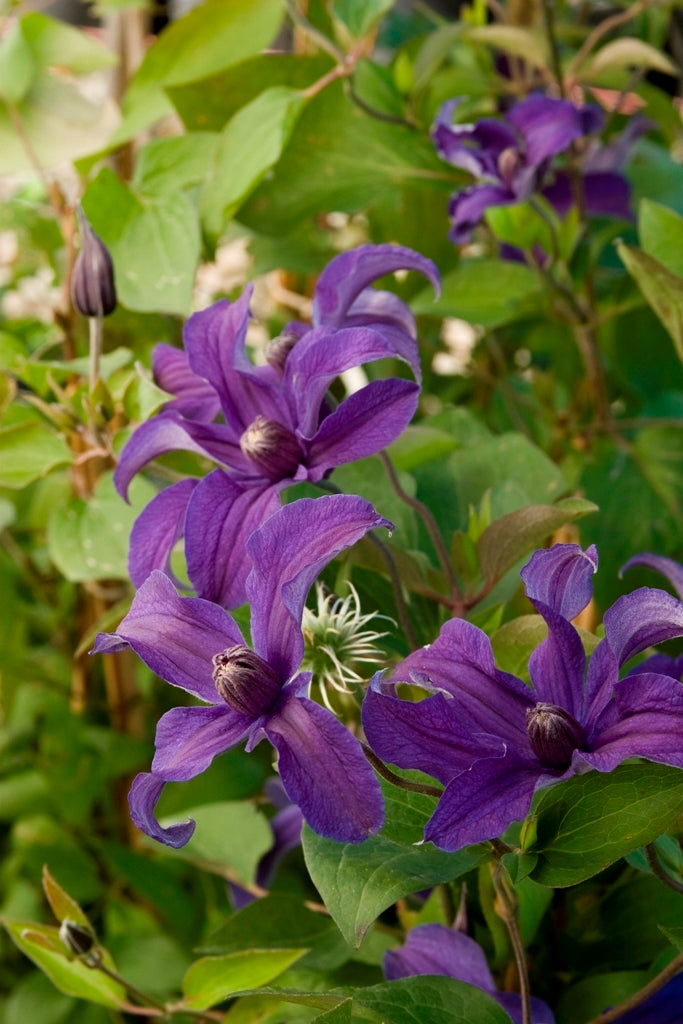 Sapphire Indigo™ Clematis (Clematis sapphire 'Cleminov51') - 1 gallon