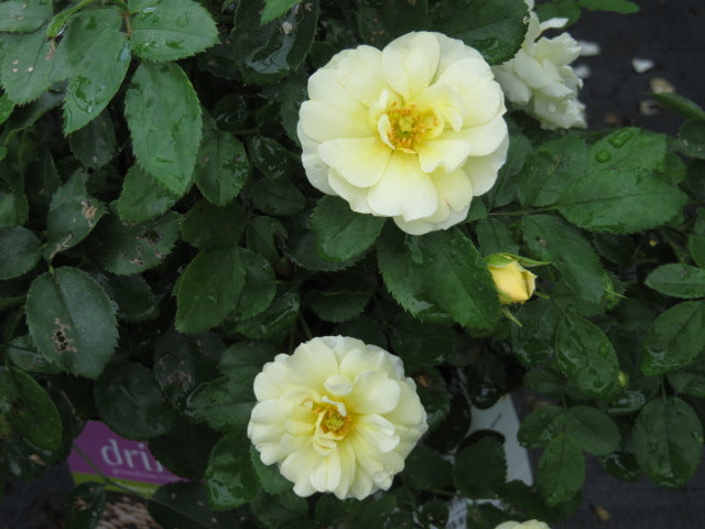 Popcorn Drift® Rose (Rosa 'Drift Popcorn') - 1 gallon