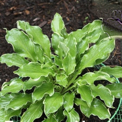 Shadowland® 'Wheee!' Hosta (Hosta wheee) - 1 gallon