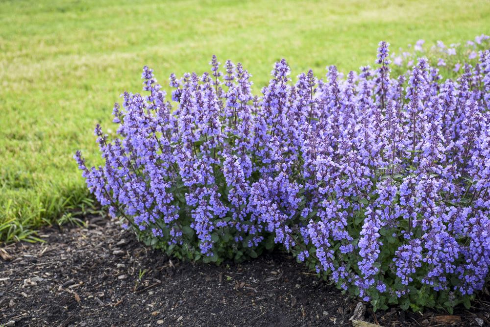 Cat's Pajamas Catmint (Nepeta x 'Cats Pajamas') - 1 gallon