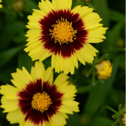 Uptick® Yellow and Red Tickseed (Coreopsis '‘Baluptowed’') - 1 gallon