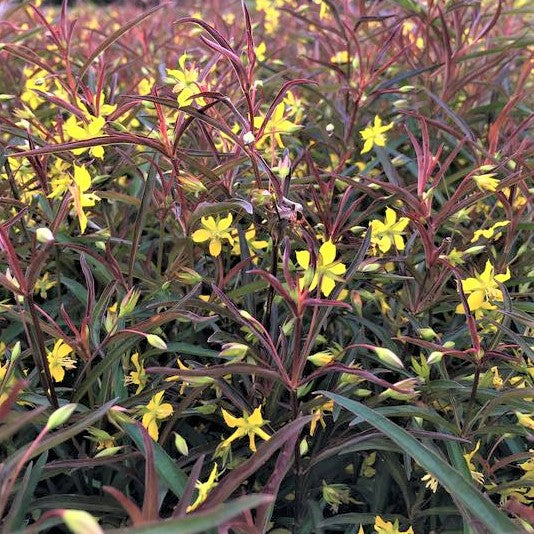 Purple-Flowered Loosestrife (Lysimachia L 'Burundy Mist') - 1 gallon