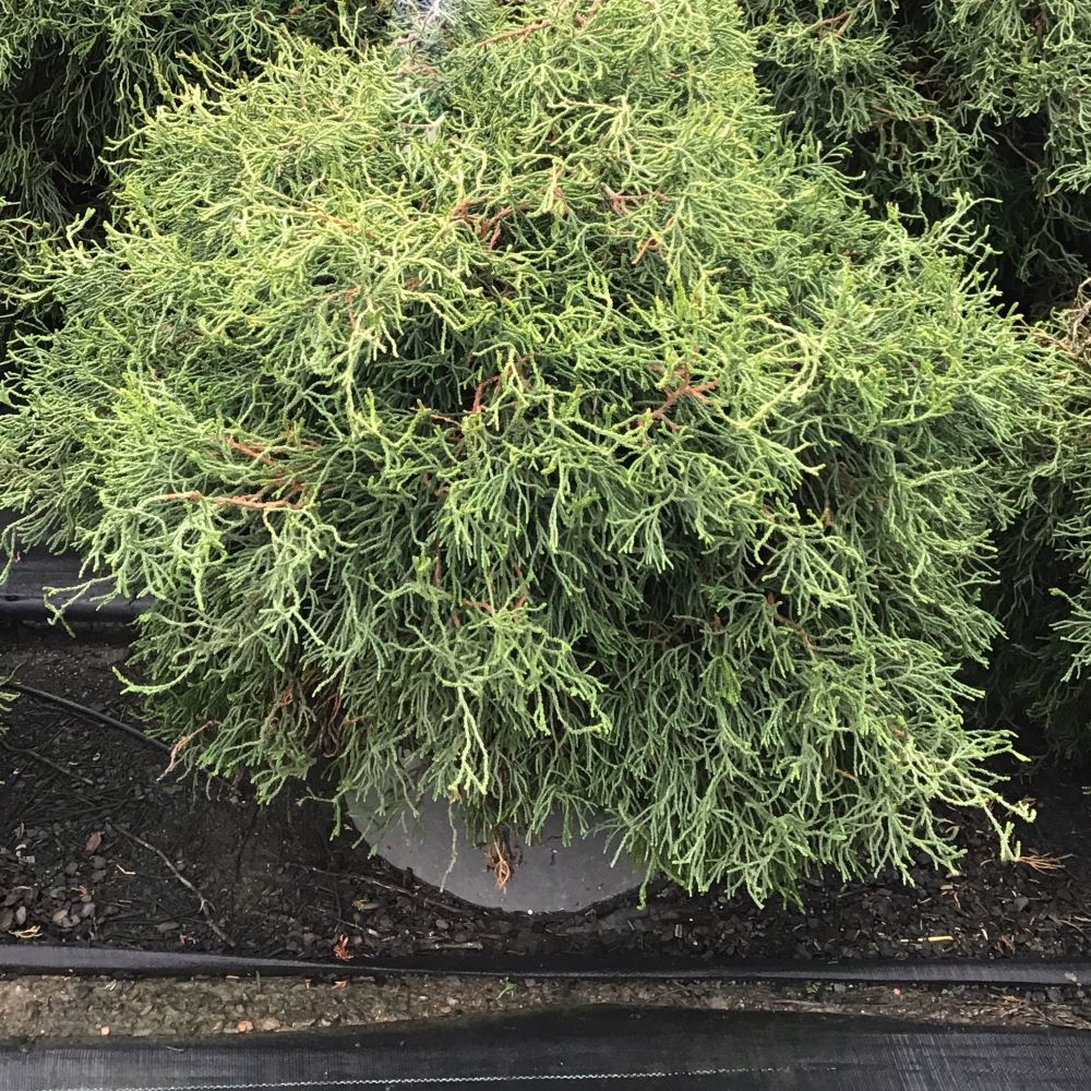Contorta Hinoki Falsecypress (Chamaecyparis obtusa 'Contorta') - 3 gallon 15"