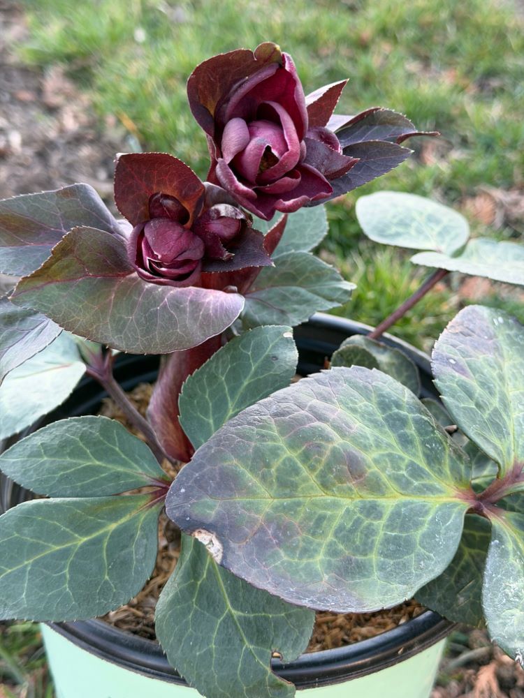 Frostkiss® Vibey Velvet Lenten Rose (HELLEBORUS VIBEY VELVET) - 1 gallon
