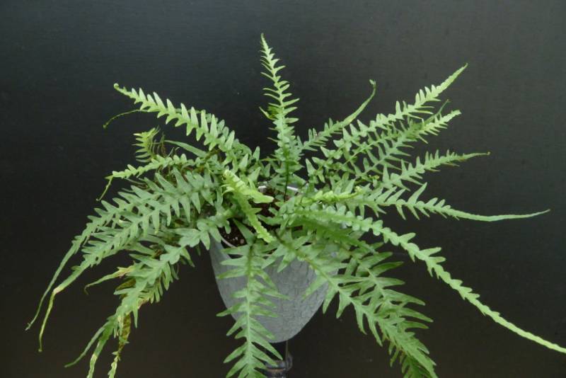 Dragontail Fern (Asplenium 'Dragontail') - 1 gallon